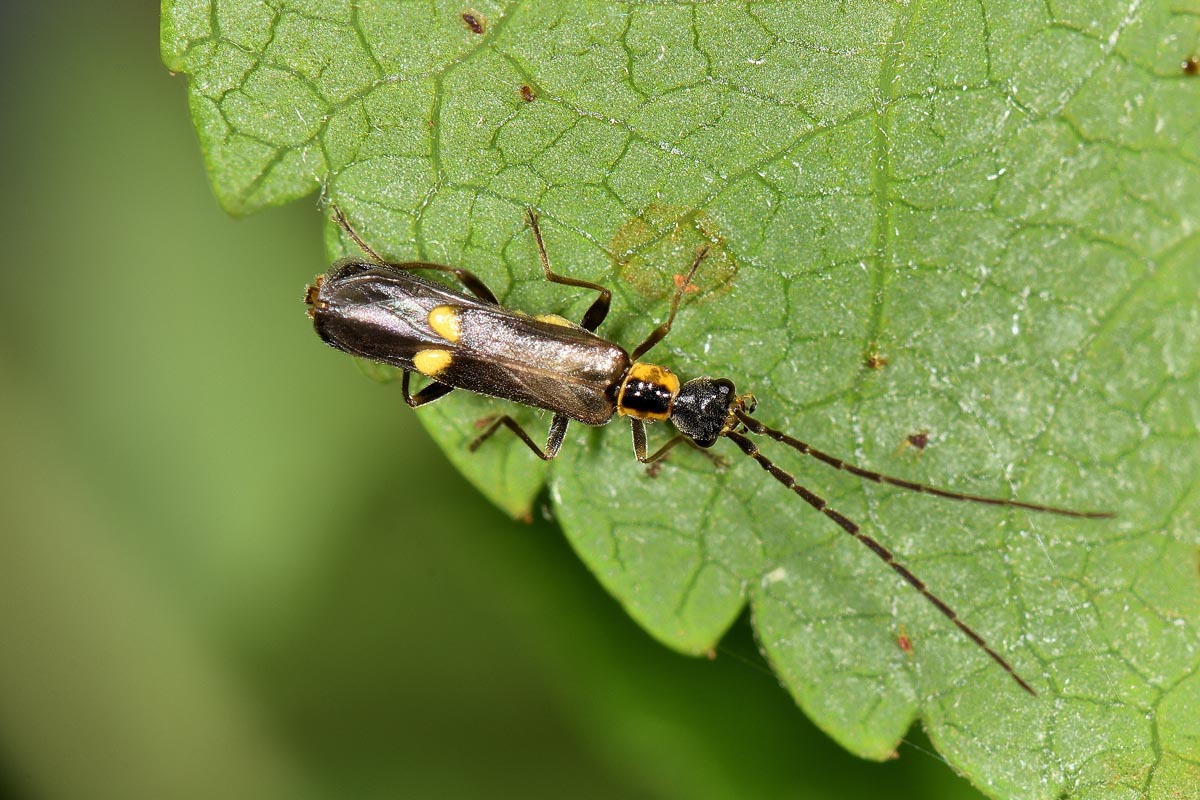 Cantharidae: Altri Malthodes sp.?   S, !